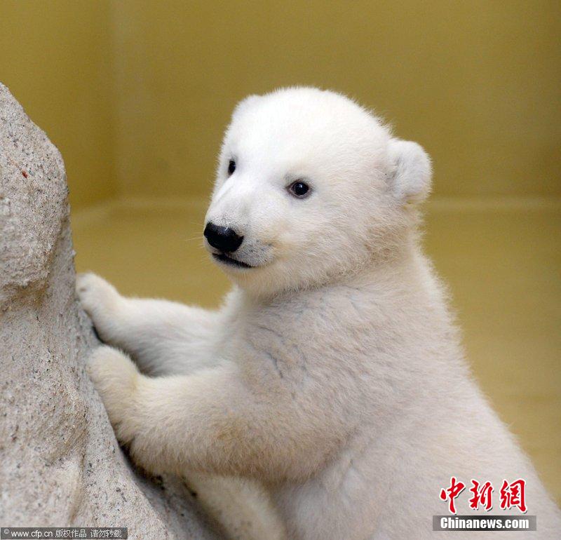 北极熊双胞胎宝宝随母散步 撒娇卖萌求抱抱