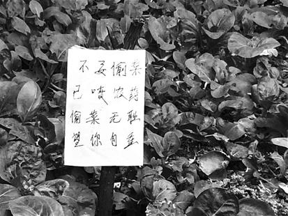 小区居民毁绿种菜立牌警告"偷菜无耻"