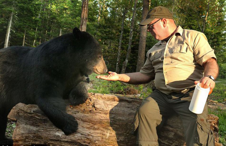 加男子与熊亲近被称"黑熊耳语者"