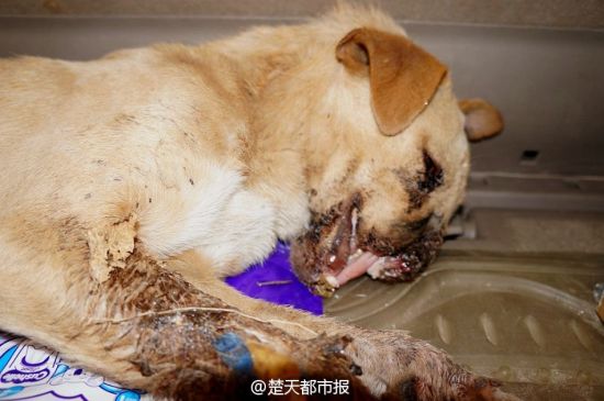 流浪狗疑遭人用鞭炮塞嘴上颚鼻子全被炸烂图