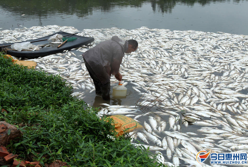 广东:鱼塘一夜死20万斤鱼