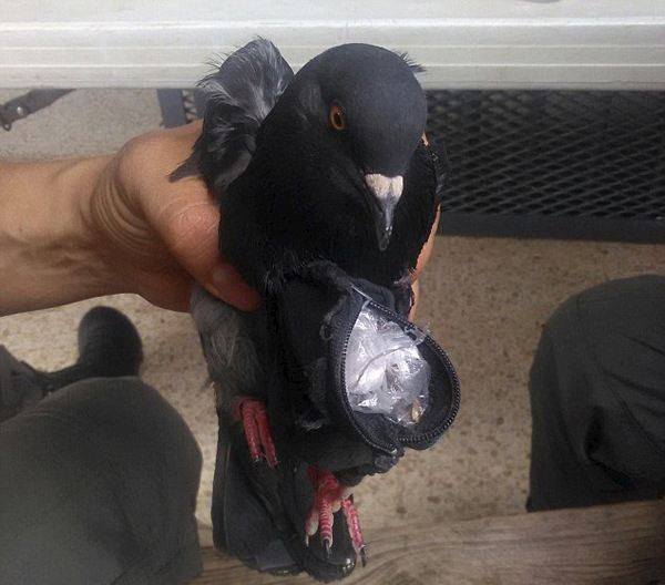 被捕的信鸽