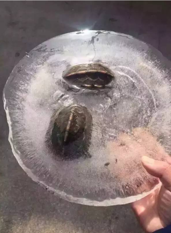 全国人民都在揪心的那两只冰冻乌龟活了(图)