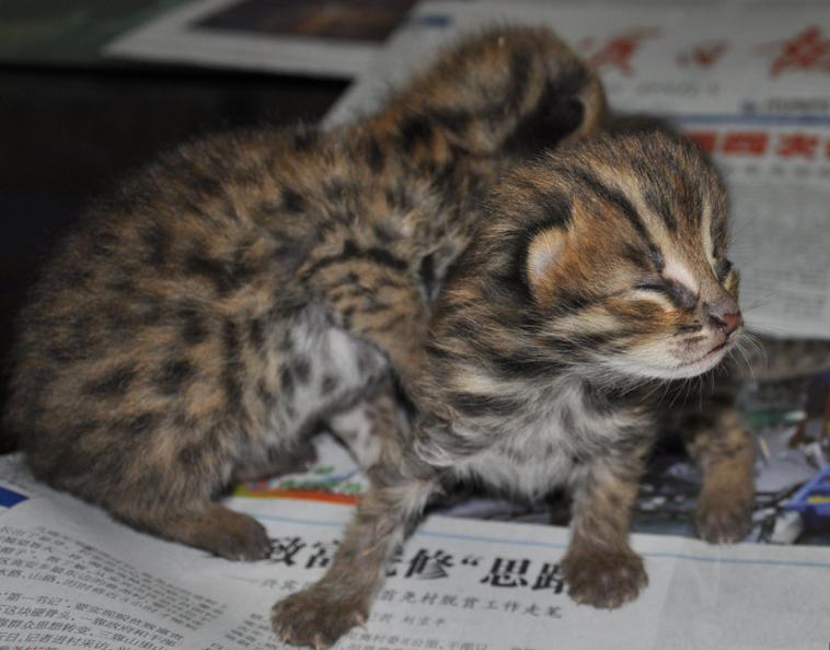 广西村民甘蔗地发现野生豹猫