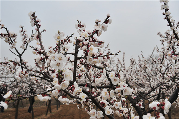 两岸桃花盛开宝坻旅游村迎来旅游旺季 最是一年春光好,又到踏青赏花时