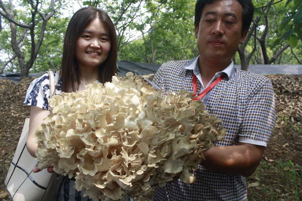 泰山野生天花菌人工驯化成功 首批天花菌采摘 新采摘的泰山天花
