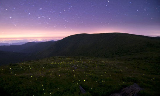 世界各地夏之夜空:火树银花 流萤扑朔