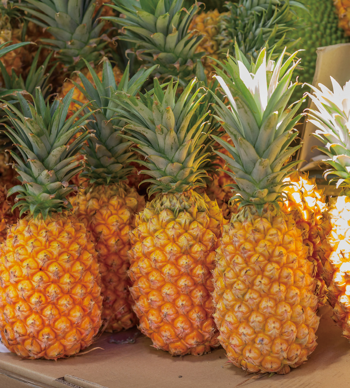 海岸生活杂志之七彩海南果