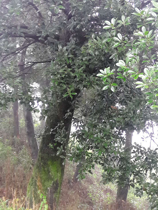 临海兰田发现疑似珍稀红椆树林专家需进一步考证