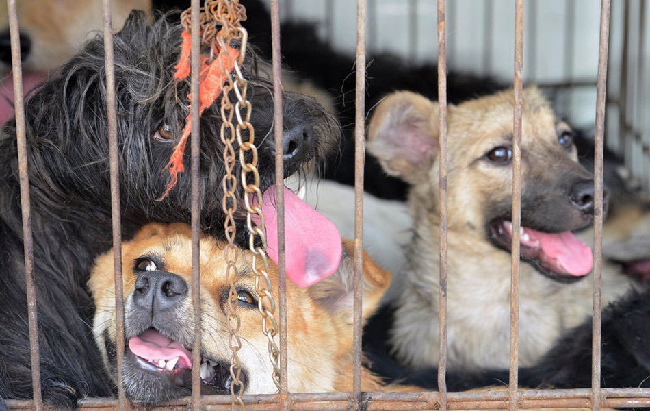 太原专业捕狗队整治流浪犬