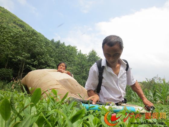 池州宜居宜遊的現代茶園