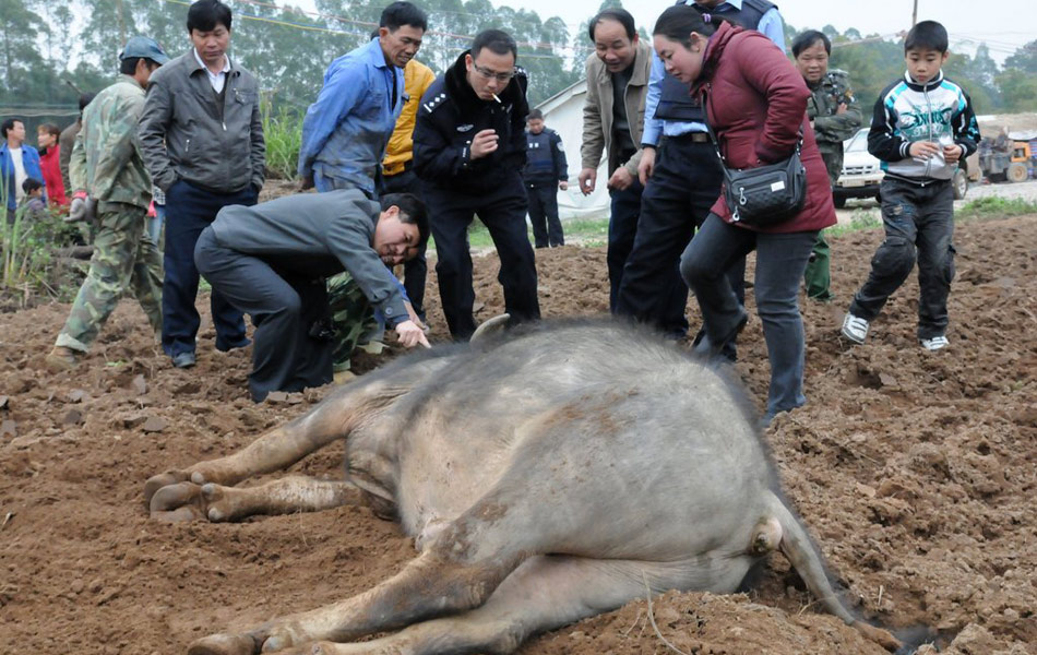 上演/u201c人牛/u201d大战,一头无主/u201c疯牛/u201d连续撞伤5名路人