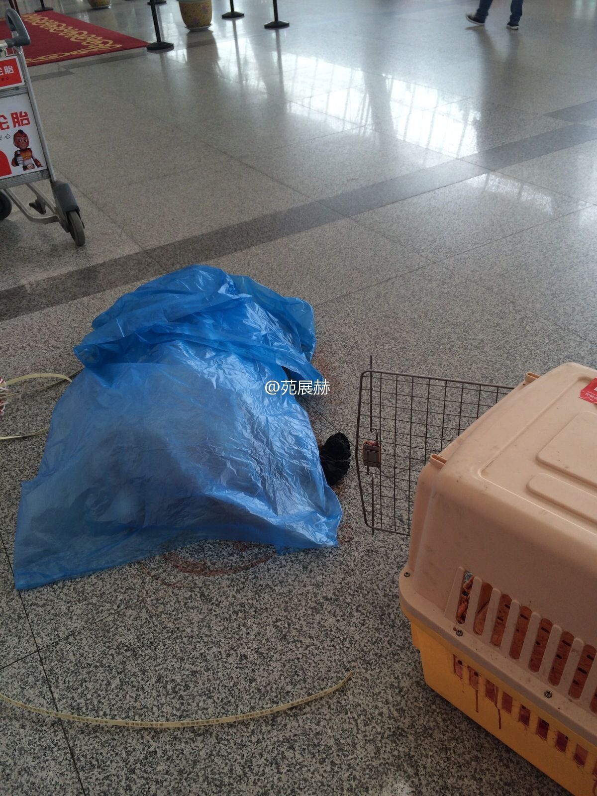 宠物狗航空托运过程中吐血死亡
