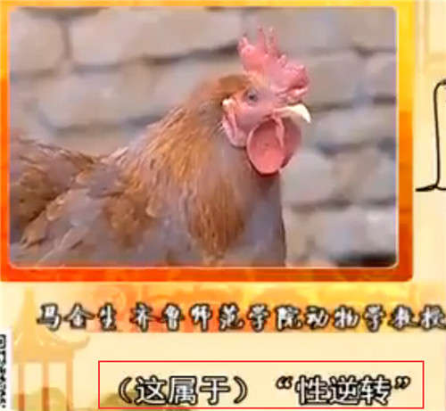 聊城:母鸡"性逆转"成公鸡 打鸣下蛋都兼顾
