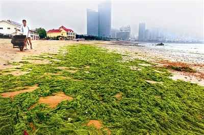 大面积浒苔绿潮逼近山东沿海 灾害应急响应启动_山东频道_凤凰网