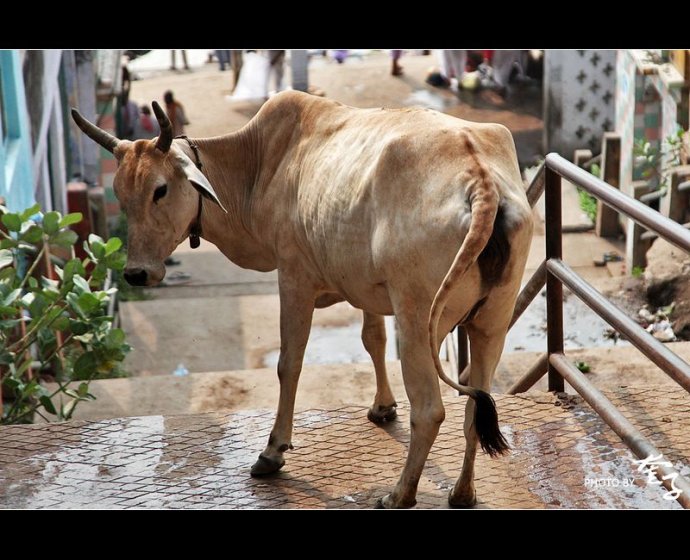 奎子:在印度与神牛共舞(组图)