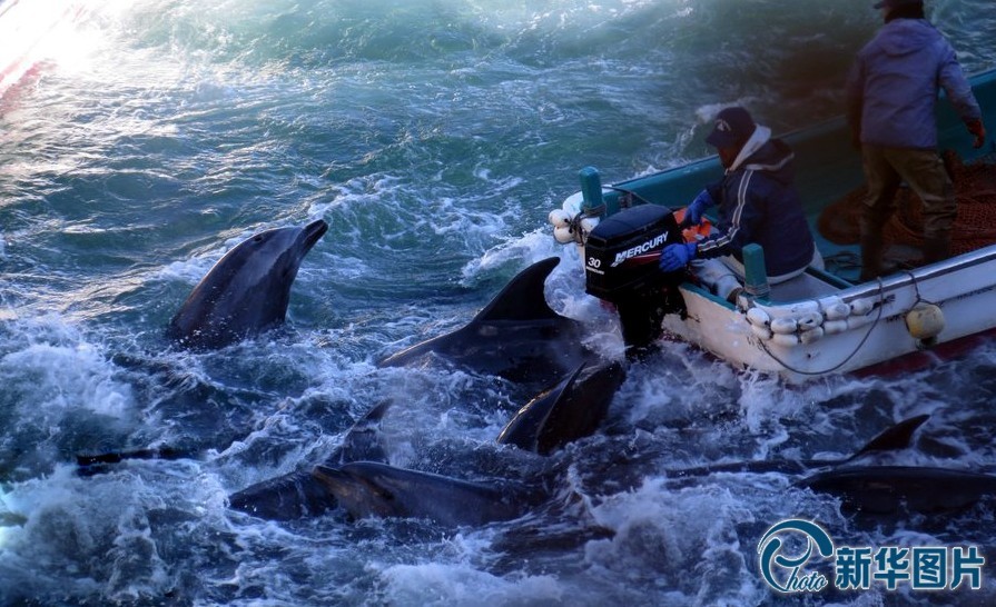 日本海豚湾围猎血腥上演高清组图