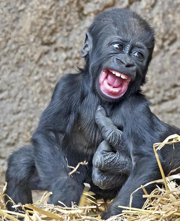 黑猩猩笑的表情包图片