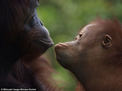 热带雨林中的猩猩孤儿朝夕相处相依为命图