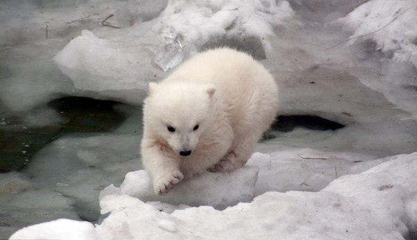 摄影师抓拍小北极熊鼓起勇气首次下水萌态高清组图