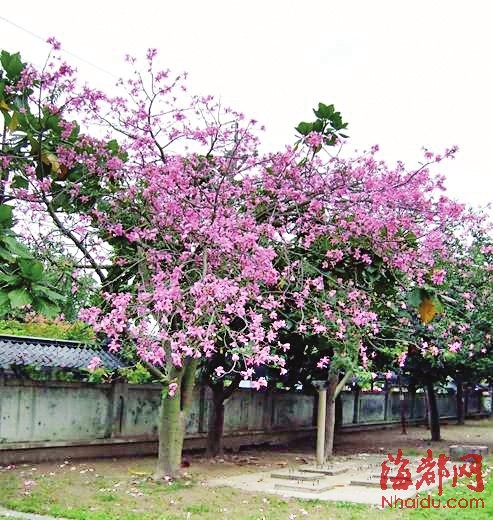 三环边将种5万株花树