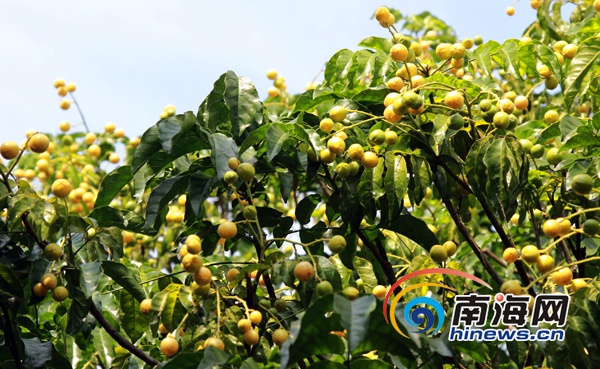 儋州南吉村百年黄皮树名气大村民靠种树致富