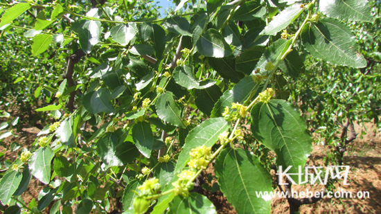 又到枣花香 赞皇“枣花·蜜·蜂”文化节引游人无数|河北省|冯素琴_凤凰资讯
