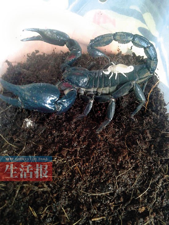 生产后小蝎子爬到母蝎背上.图片由受采访者提供