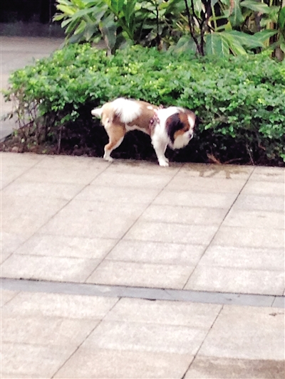 狗狗随地大小便狗狗便纸箱.融侨半岛狗狗便便屋.