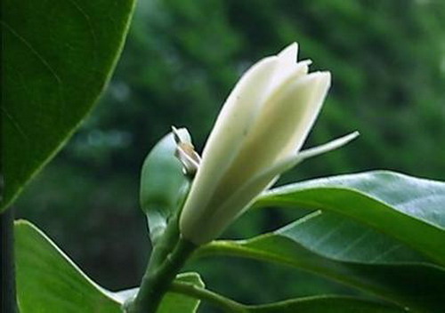 人间六月天满城白兰花(图)