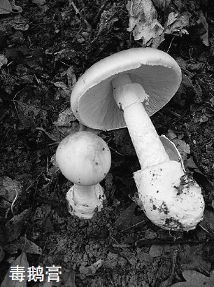 灰色伞状蘑菇图片