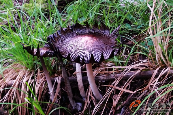有毒的蘑菇.