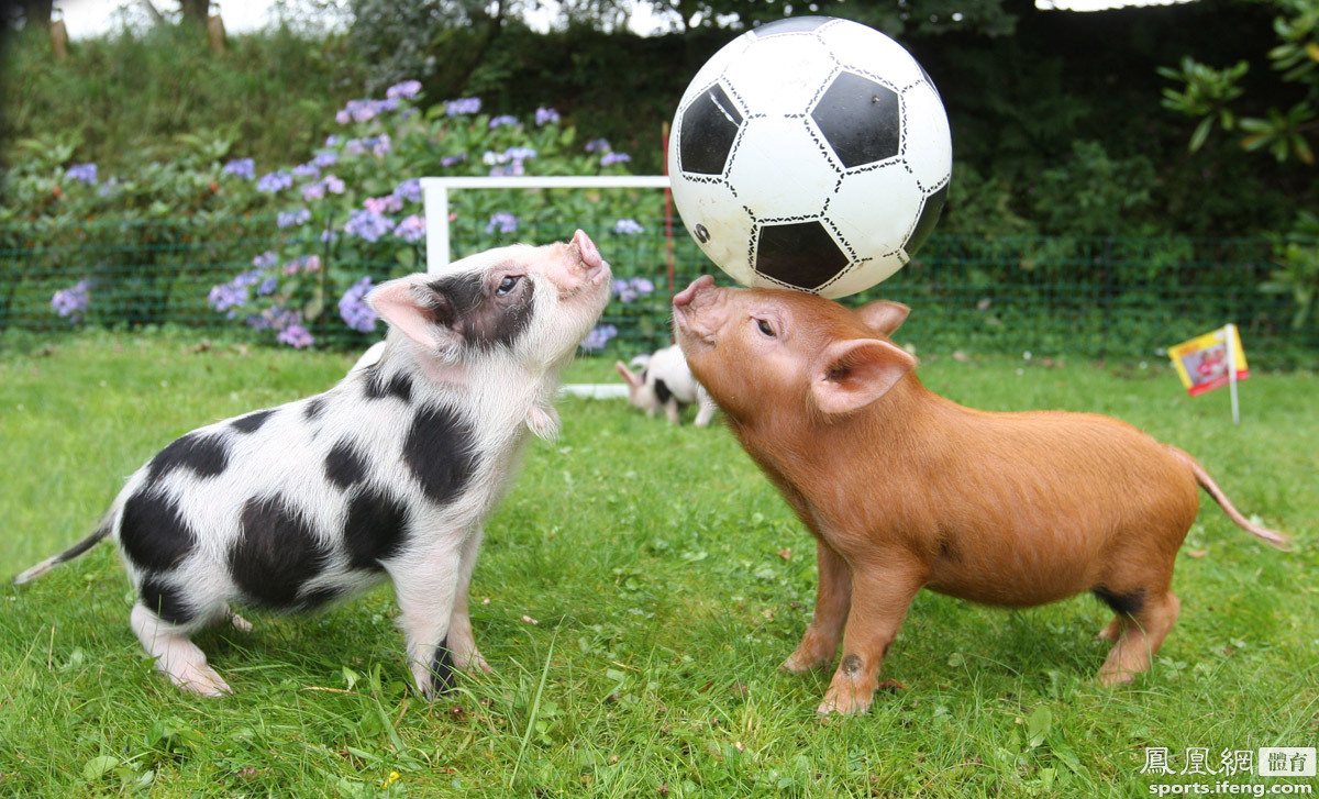 近日,在英国德文郡,英国小猪玩起了足球,场面十分搞怪.