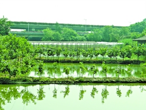 桑基鱼塘示范田寻找广东丝绸业踪迹——文,图:记者 卜松竹日前,顺德小