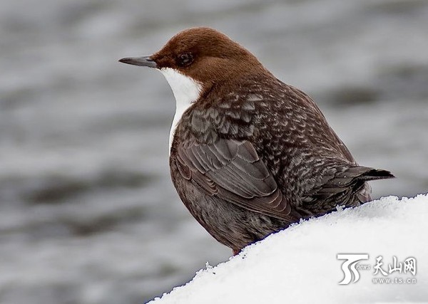 新疆玛纳斯县首次监测到挪威国鸟白喉河乌