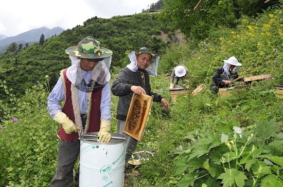 產業扶貧項目阿壩中蜂(黑水縣扶貧辦供圖)