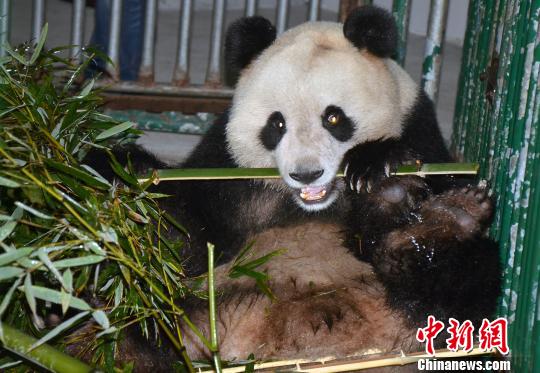 奥运熊猫"欢欢"迎女伴 打光棍四年有望"脱单"|大熊猫|熊猫_凤凰资讯