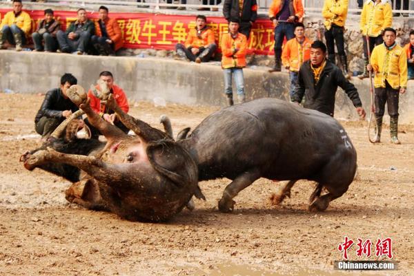 贵州黎平斗牛王迎新春