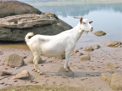 川东白山羊图片
