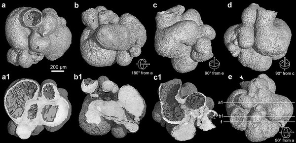 最近在我国贵州瓮安生物群中发现一枚6亿年前的原始海绵动物化石"贵州