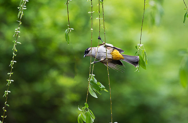 跟着小鸟找春天