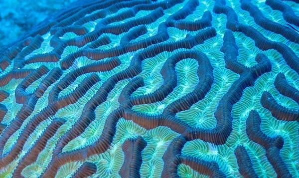 探索加勒比海海床:珊瑚成群 海鱼遨游