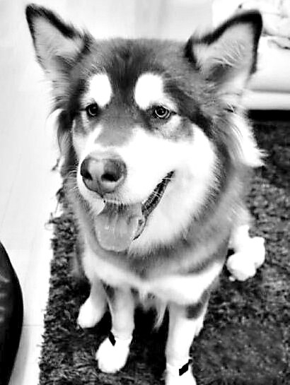 王思聪爱犬"炫富" 戴两只苹果表