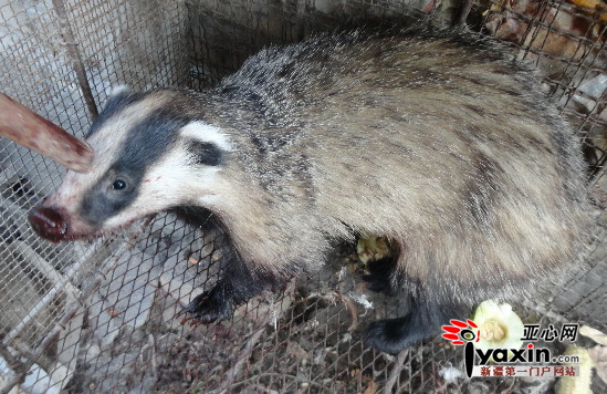 新疆:居民捡回二级保护动物狗獾