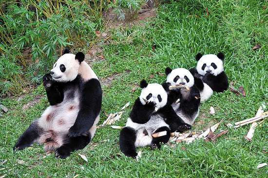 熊貓三寶和媽媽一起吃竹筍長隆動物園的大熊貓媽媽