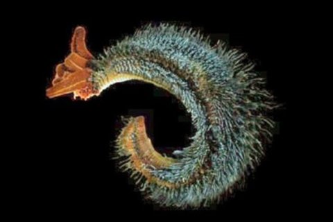 属于生物原性蠕虫的是 a.毛首鞭形线虫和蠕形住肠线虫b.