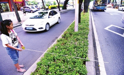 华林路大树分车带 树池仅1.4米宽