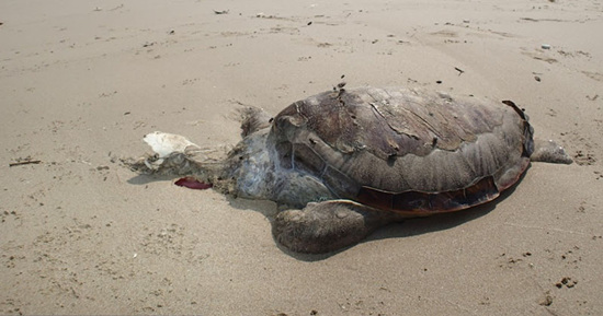 绿海龟暴尸沙滩 体内充斥尼龙绳等海洋垃圾(图)|香港|明报_凤凰财经