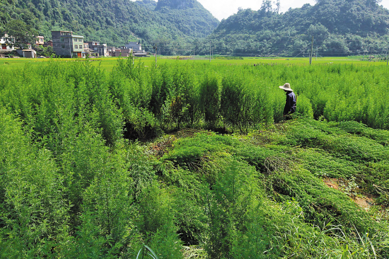广西柳州市种植的优质青蒿昆明制药集团开发的蒿甲醚注射用抗疟药,是