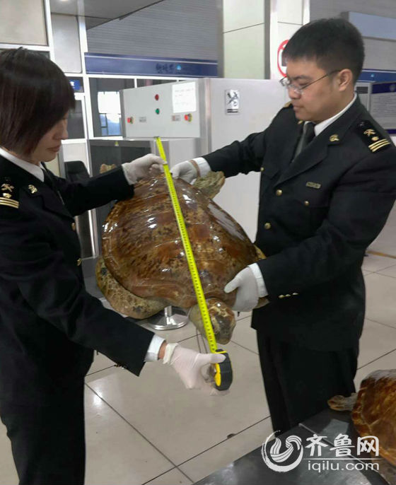 青岛海关查获绿海龟标本 系国家二级保护动物